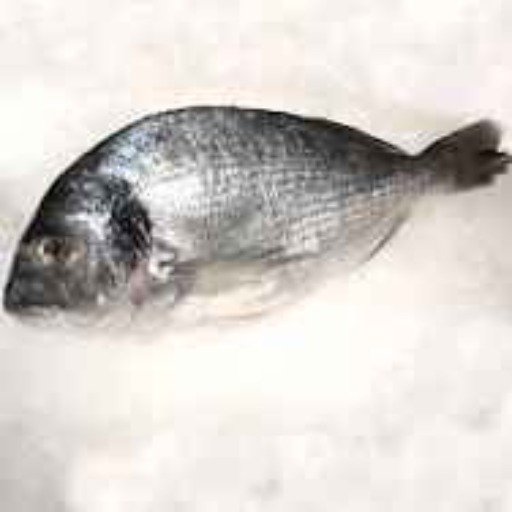 سمك أجاج 1kg